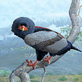 Bateleur Eagle 