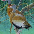 Black-bellied Whistling-Ducks