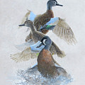 Blue-winged Teal Taking Off