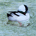 Bufflehead