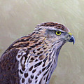 Cooper's Hawk Portrait
