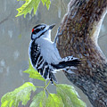 Downy Woodpecker