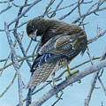 Galapagos Hawk Preening