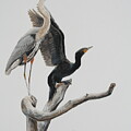 Great Blue Heron with Double-crested Cormorant