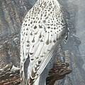 Gyrfalcon