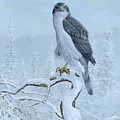 Northern Goshawk