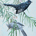 Phainopeplas in Desert Willow