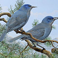 Pinyon Jays