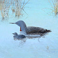 Red-throated Loon