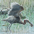 Reddish Egret in molt