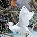 Reddish Egret Pair