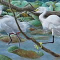 Snowy Egrets