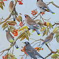 Waxwings and Robin
