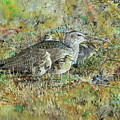 Whimbrel with Chicks